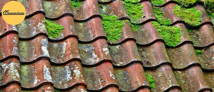 How to Remove Moss from Roof