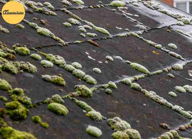 Moss growing across damp asphalt roof shingles